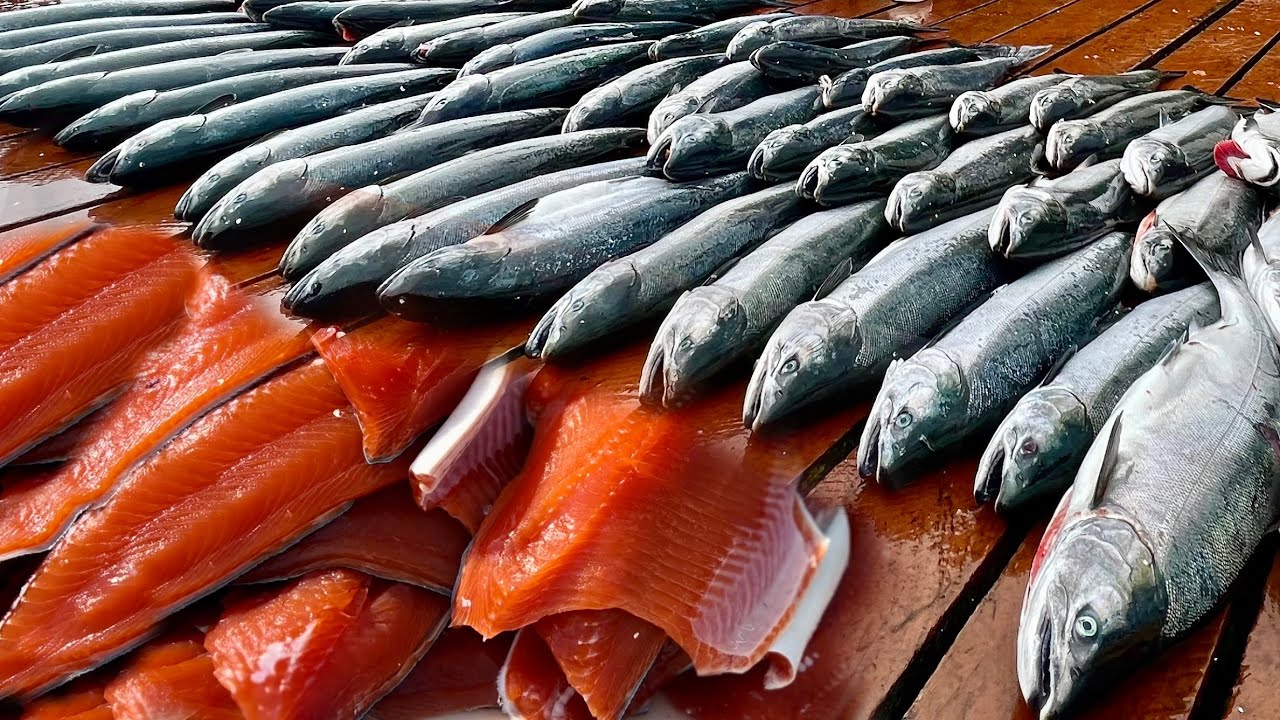 1500 LBS of Fish in Alaska! Commercial Grade Processing Salmon! Humpback Whales and Sea Lions!
