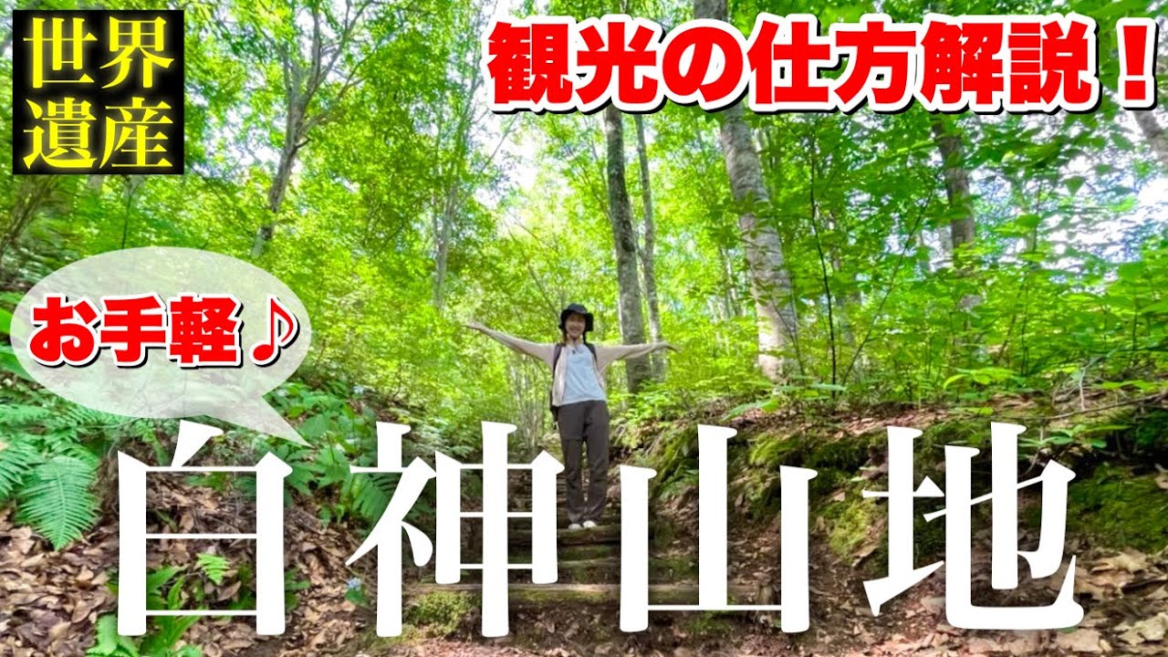 【青森①白神山地#1】【ビギナー向け観光解説】世界遺産のみち ブナ林散策道を歩く！