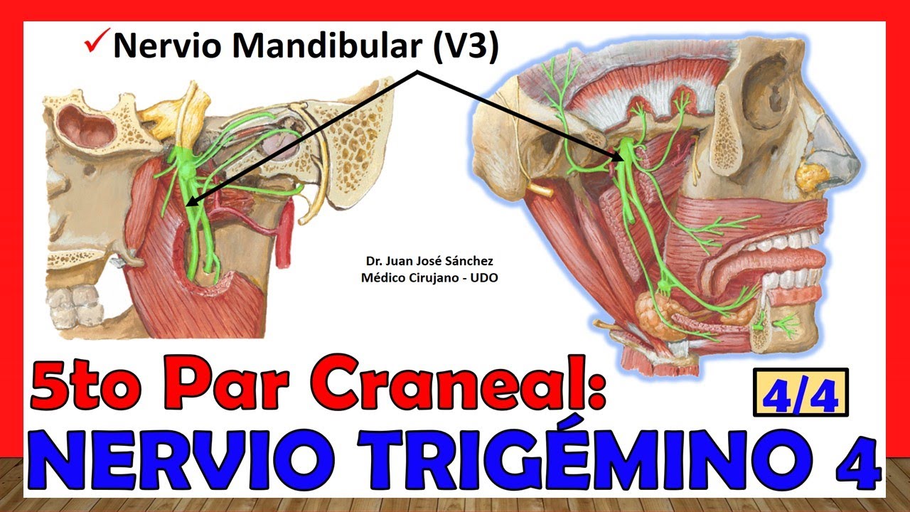 🥇 5to Par Craneal - NERVIO TRIGÉMINO 4/4 - Nervio Mandibular (V3)
