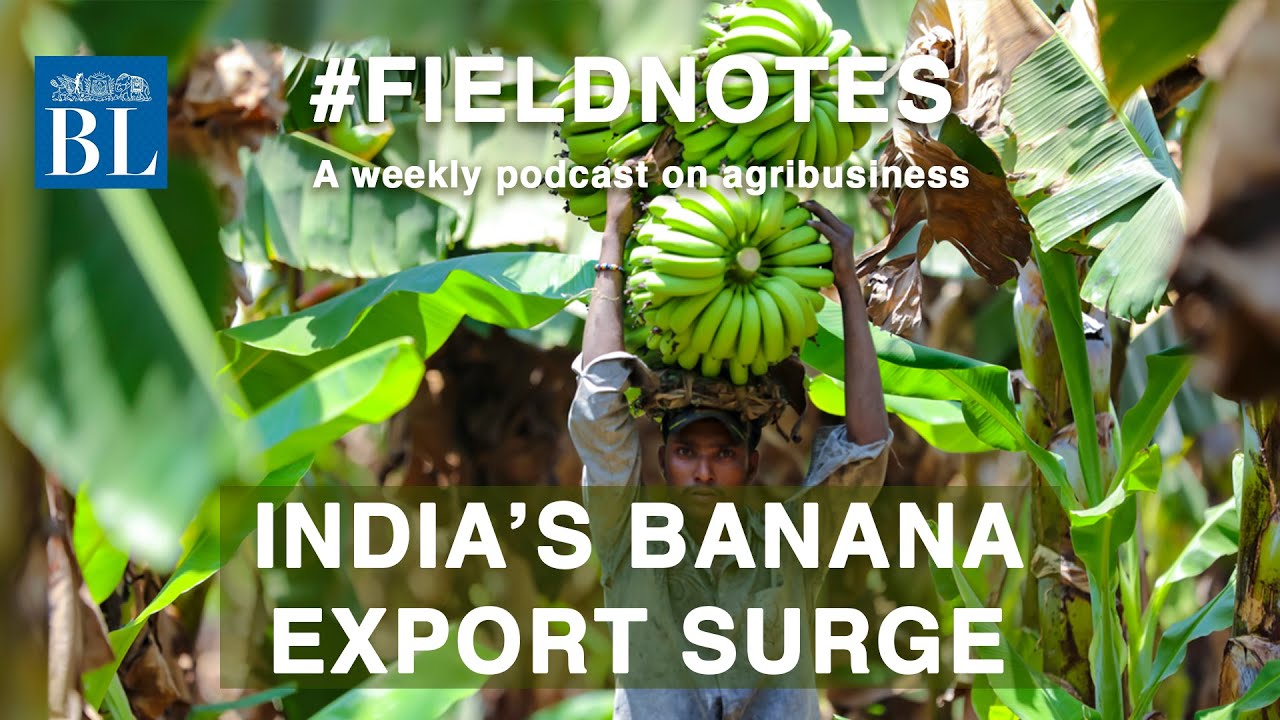 Why India, the world's banana giant, is an export pygmy