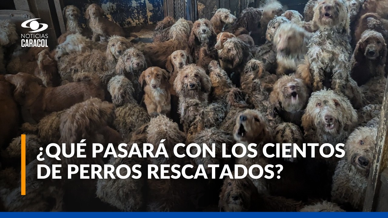 La foto que conmociona al mundo: rescatan a 250 perros que estaban hacinados en una peque&ntilde;a casa