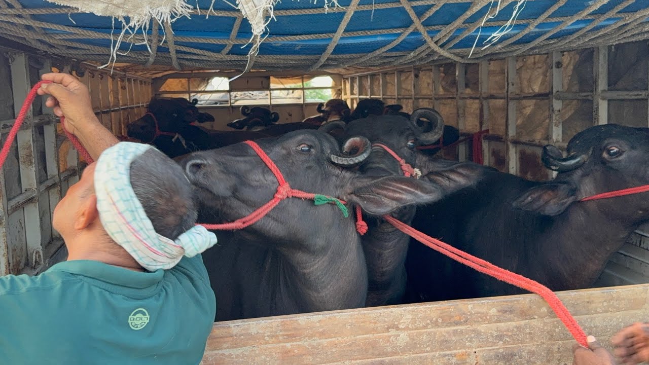 👍 9 मुर्रा भैंस 🐃 , 1 बुल व 1 कटडी को लोडिंग 🚒 कर रहे Nagpur Maharashtra के लिए 