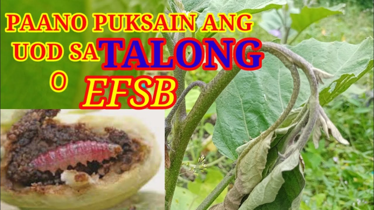 PAANO PUKSAIN ANG EFSB O EGGPLANT FRUIT AND SHOOT BORER NG TALONG