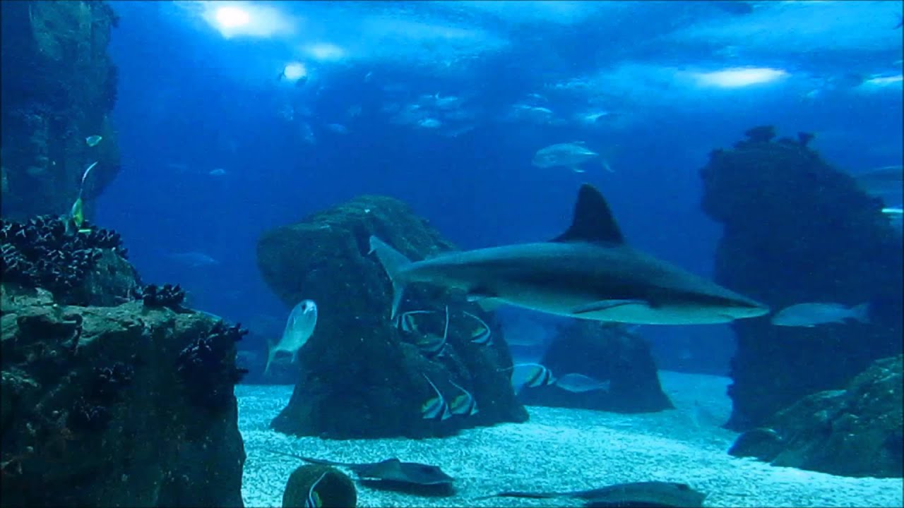 Eric Serra-The Big Blue Overture (Remastered) - (Lisbon Oceanarium)