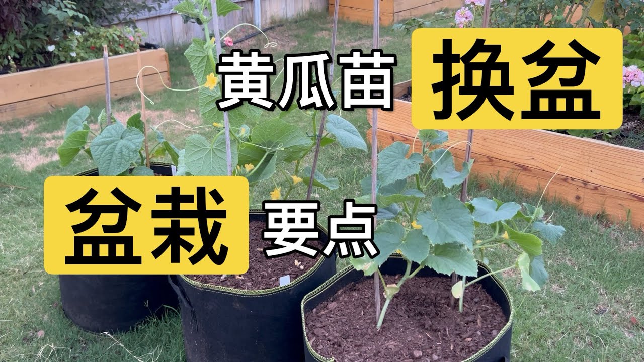 如何给黄瓜苗分根换盆 盆栽黄瓜种植要点