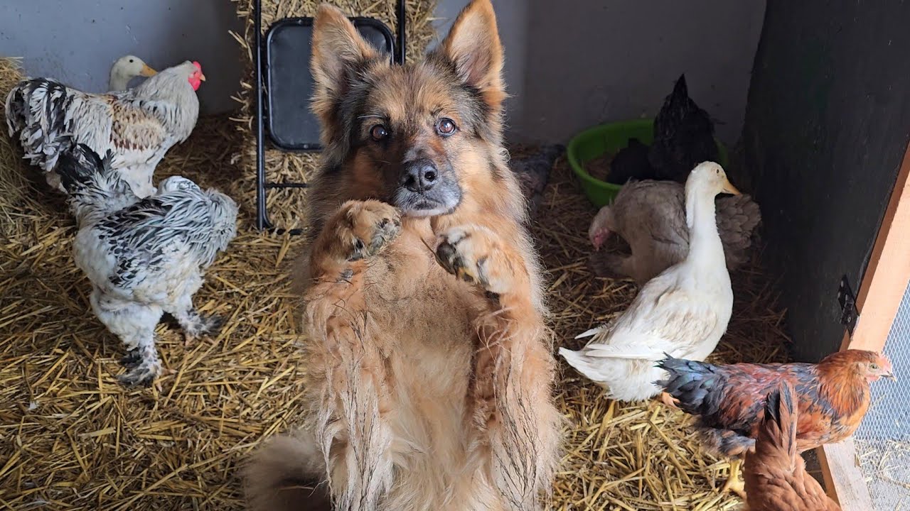 W KOŃCU MAMY WODĘ W BAGNIE! - Felusie mają dzisiaj pecha 