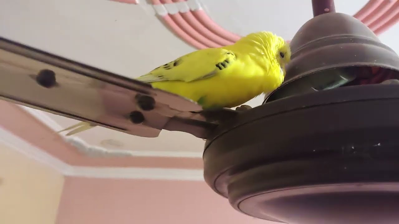 Budgies parrot today uploading block funny vlogs 👋💞🦜🦜😘🦜