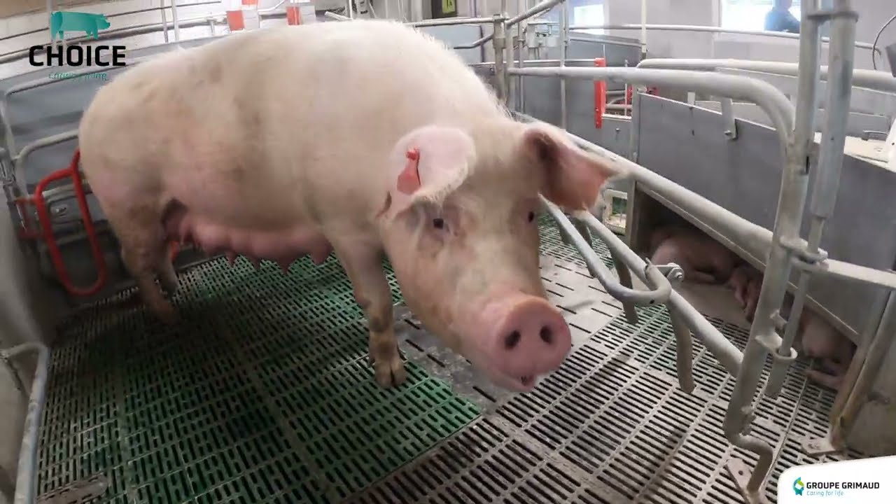 Młoda zootechniczka dostosowała swoją chlewnię do nowych wymogów. Czy jest zadowolona?
