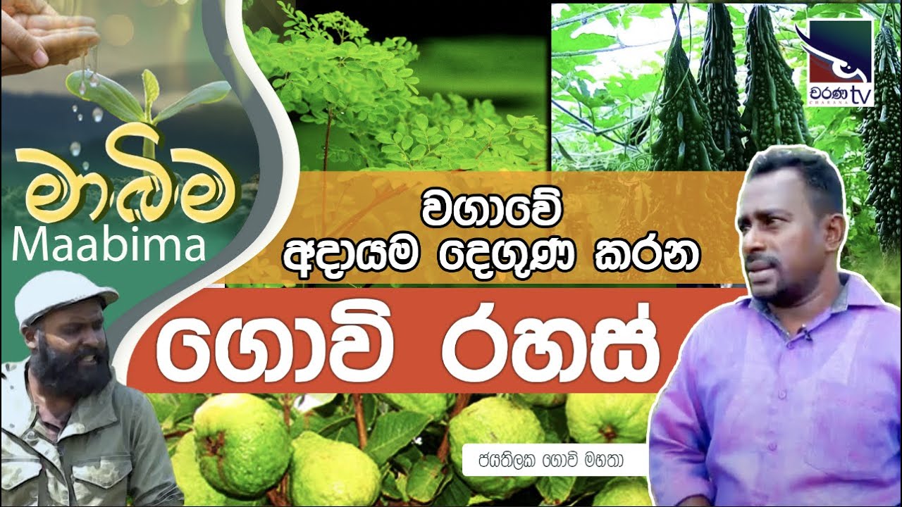 වගාවේ අදායම දෙගුණ කරන ගොවි රහස්