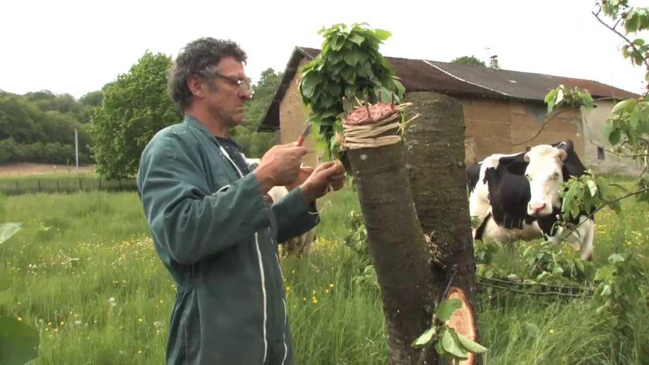 Marechal Film - La Greffe du Cerisier