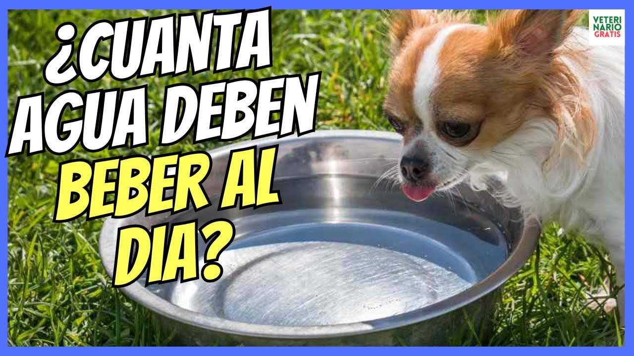 🔴 ¿CUANTA AGUA DEBE BEBER UN PERRO AL DÍA? y CUIDADO ¿COMO DARSELA? 🔴