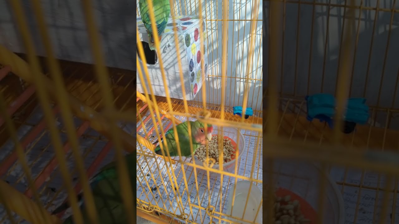 African Love Birds🐥 is live