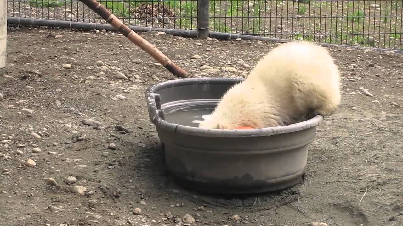 Polar bear cub recess time!