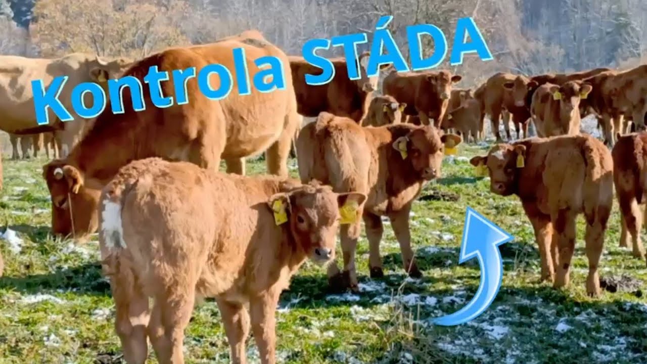 Zetor 7245💪 Kontrola stada limousine a dokrmovanie senom🏔️🇸🇰🧑‍🌾