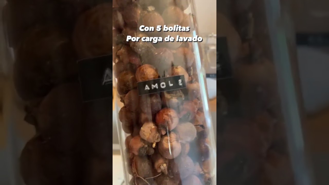 Árbol de jabón saponaria o amole