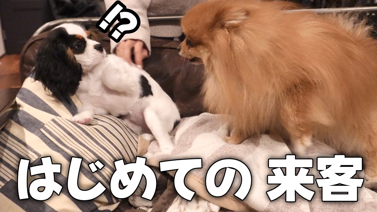 子犬お迎え後はじめて我が家にポメラニアンがやってきた‼︎見たことない犬種にまさかの反応…⁉︎【キャバリアキングチャールズスパニエル】