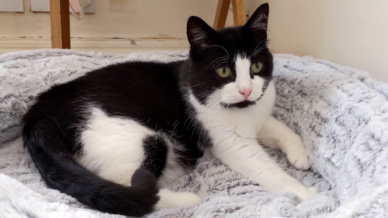 Happy Kneading Purring Cat