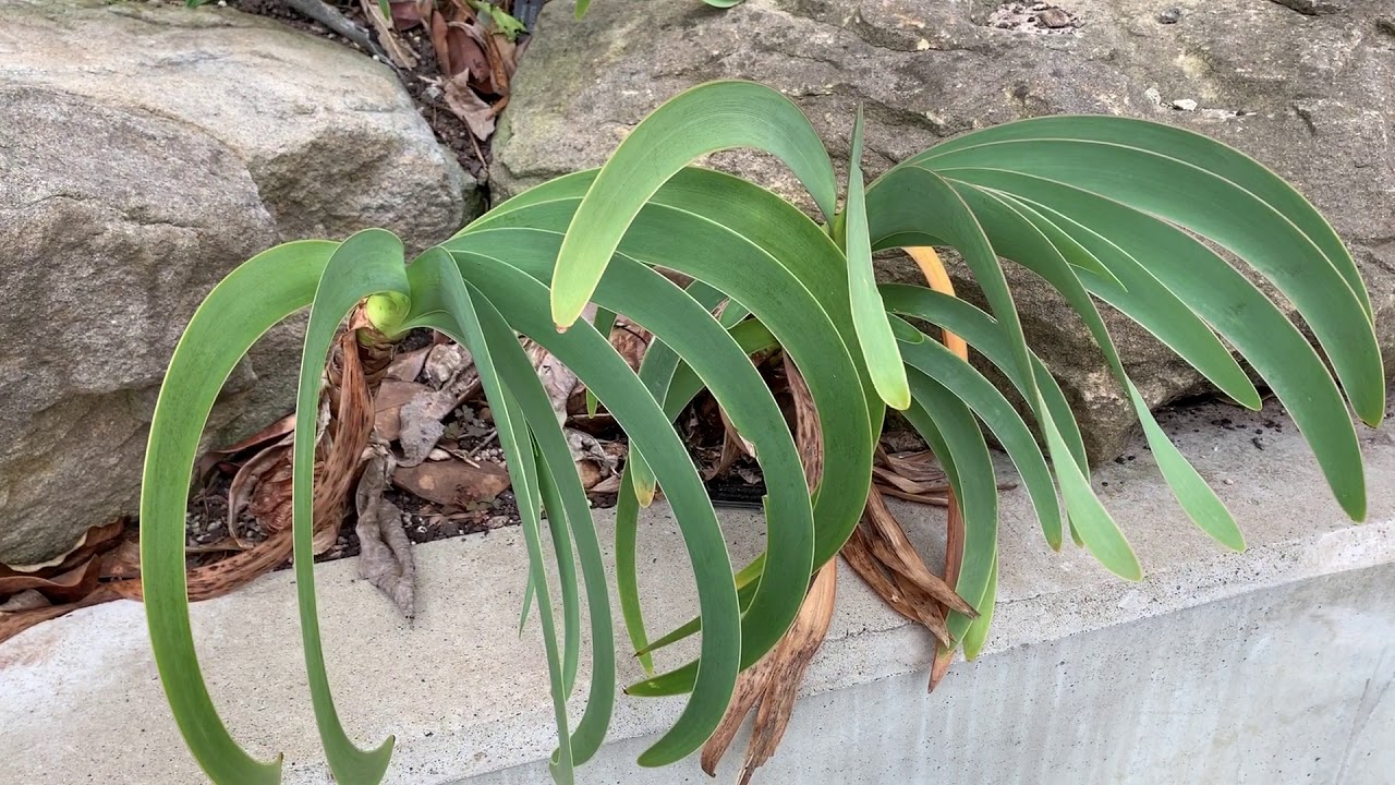 Worsleya procera at RBG Sydney