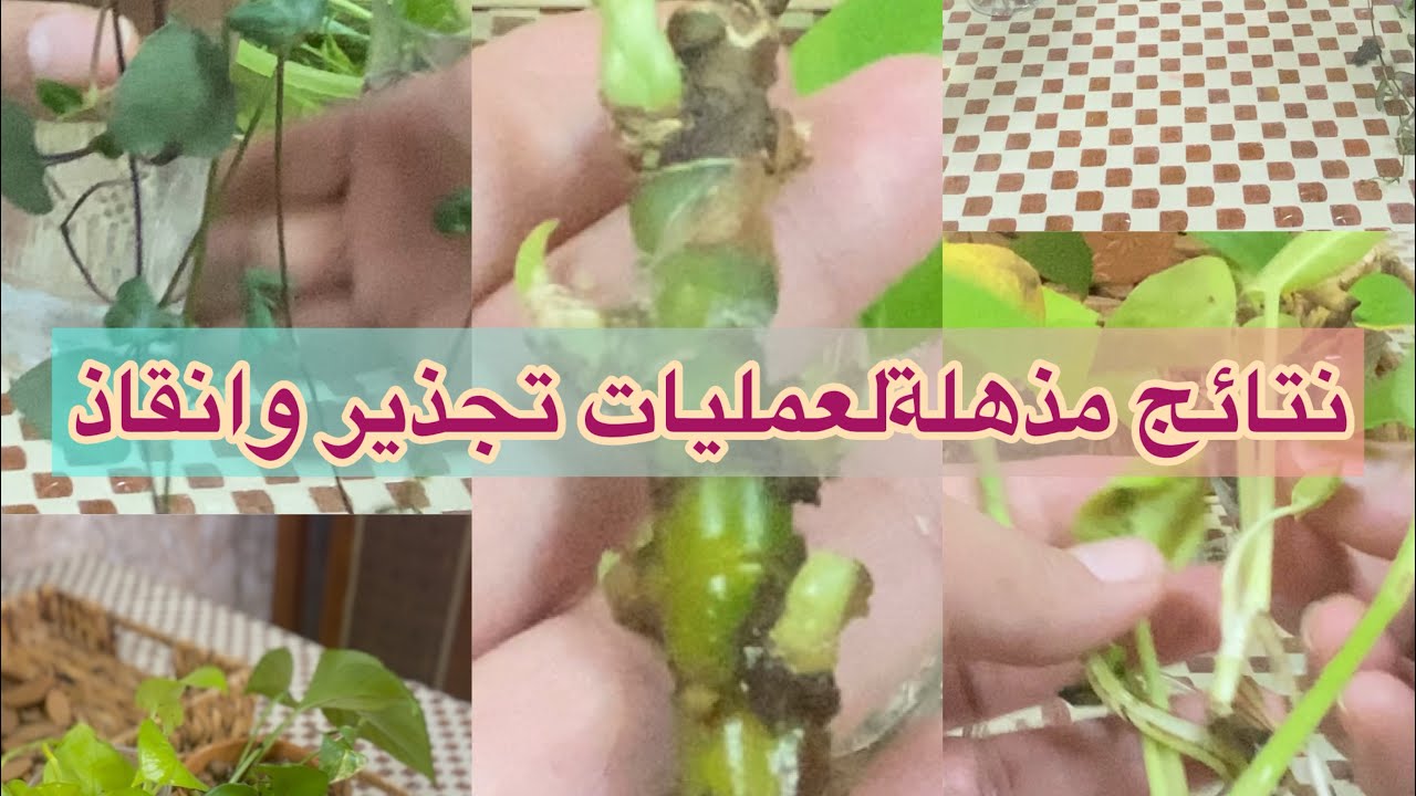 4 فقرات للعناية بنباتاتك-نتائج تجذير مفرحة-تكثيف أوراق رائع-إنقاذ مذهل.rooting results-growth,rescue