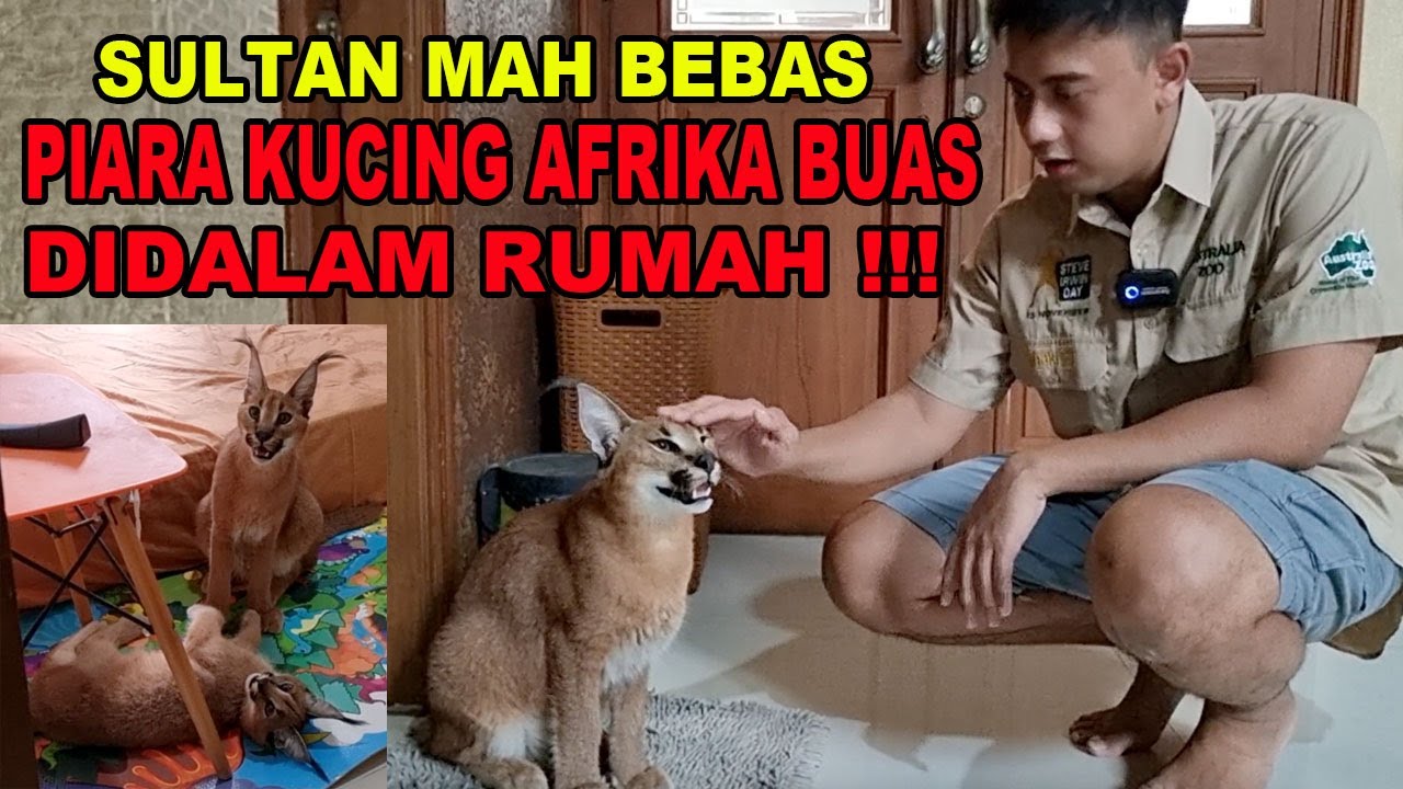 GILA... PIARA KUCING AFRIKA BUAS DIDALAM RUMAH !!! CARACAL