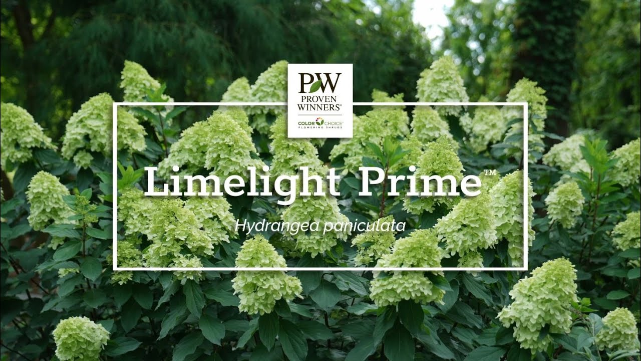 Introducing Limelight Prime™
