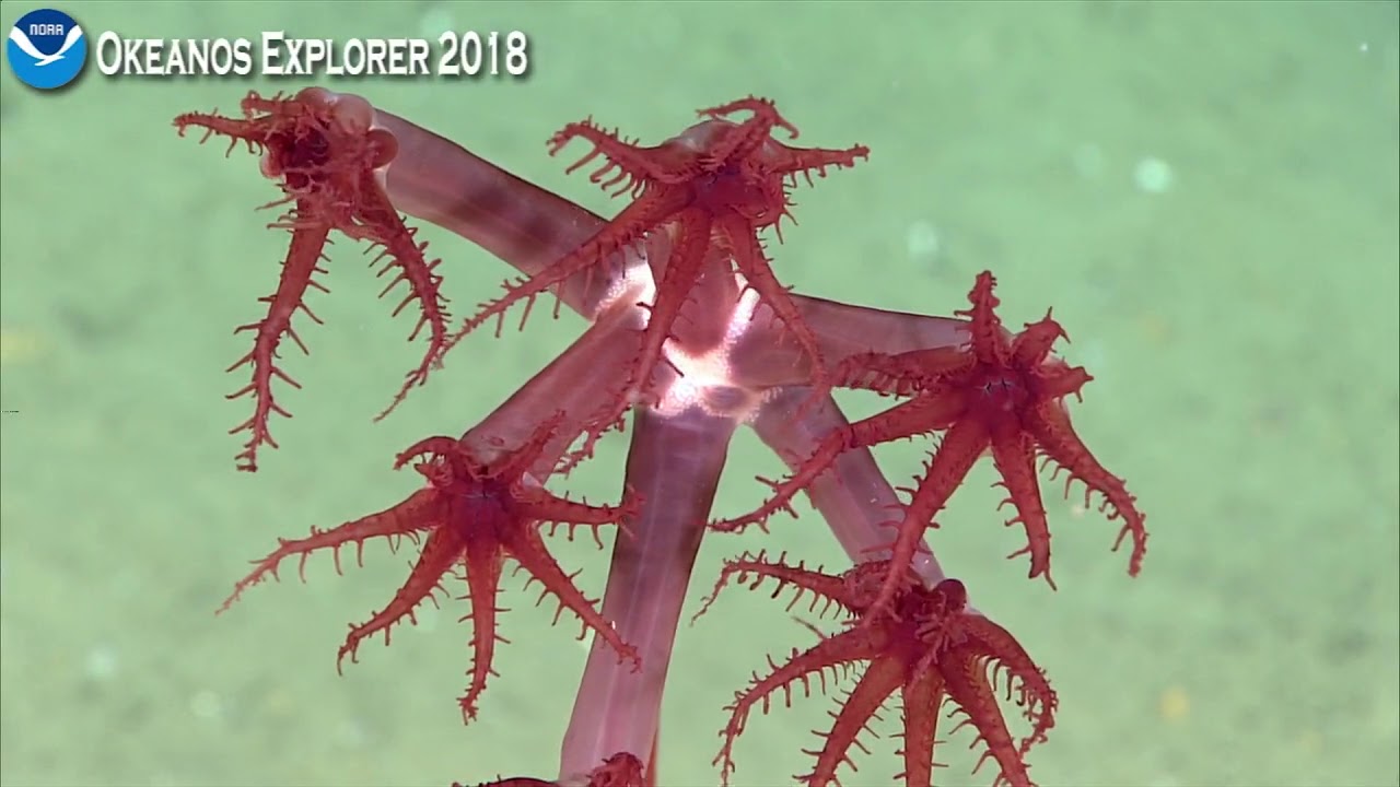 Okeanos Explorer Video Bite: Colorful Polyps of Two Different Deep Sea Pens