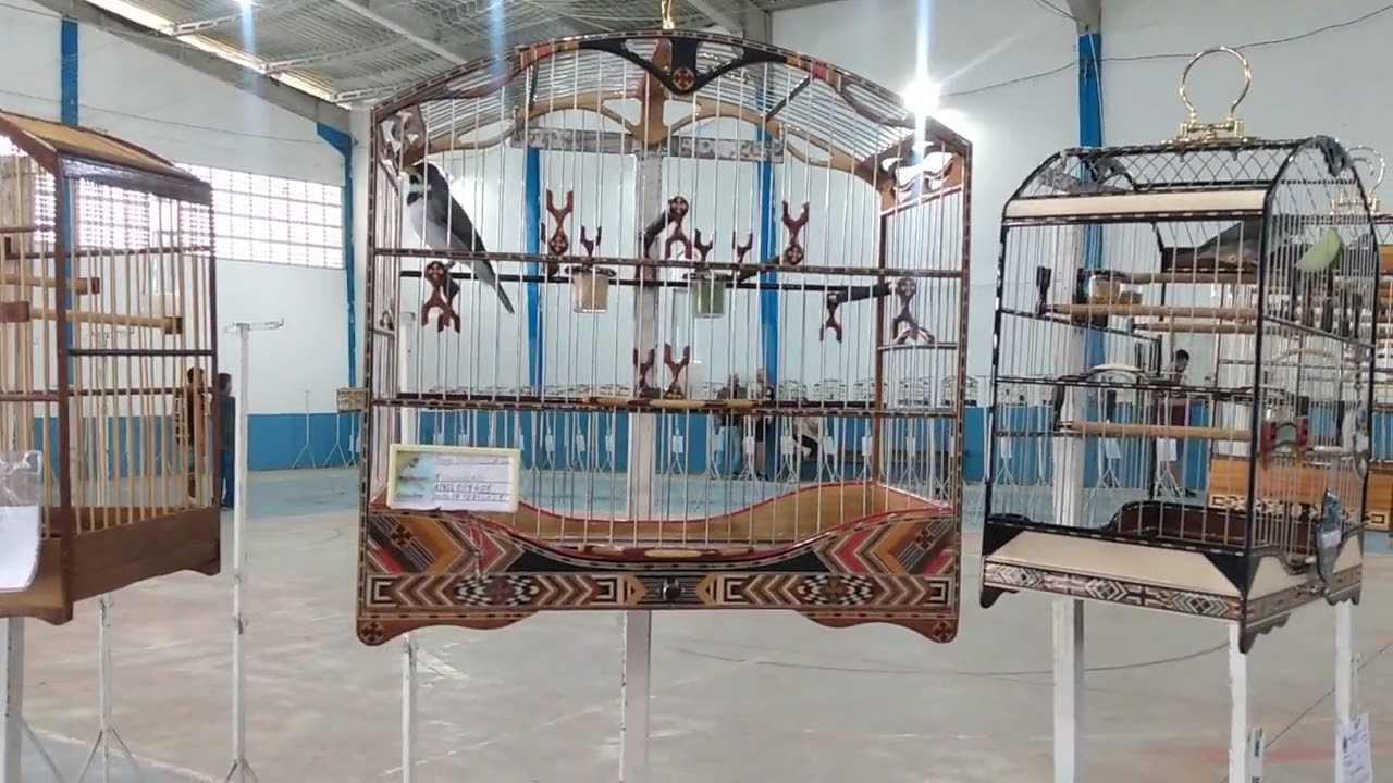 Meu coleira desembole