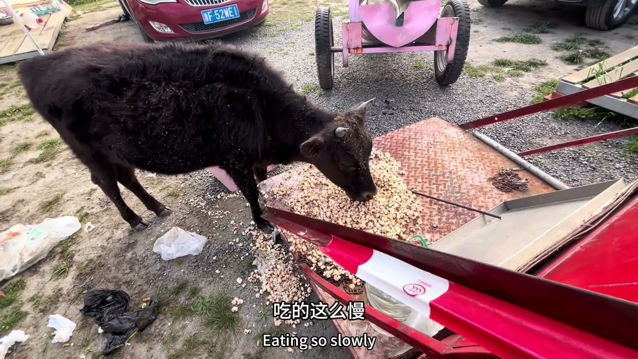 死牦牛偷吃我的爆米花也不叫我大帅哥😭#318川藏线 #高原牦牛 #爆米花
