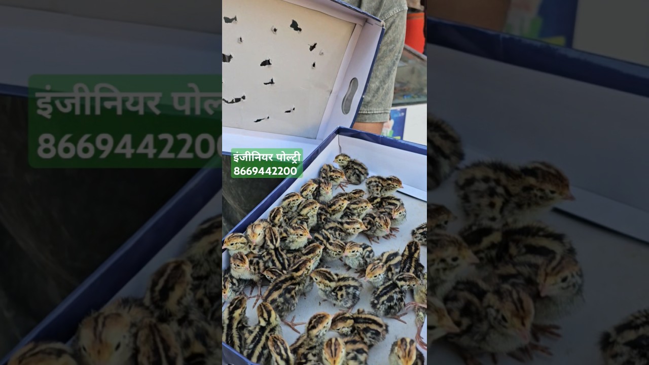 Bater chicks available #engineer_poultry #bater #quail #courtenix #chicks #poultry #chicken #farming