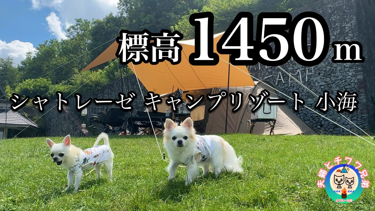 真夏の犬連れキャンプも安心！極上の農場食材でキャンプ飯/ワンコ用冷たいデザートを作ってみたら...【シャトレーゼキャンプリゾート小海】【犬連れ夫婦キャンプ】