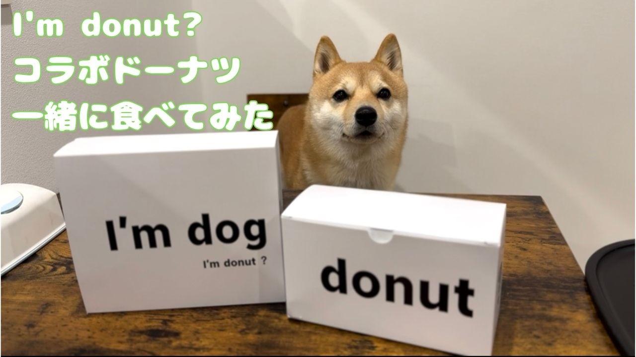 かわいすぎる...。お揃いのドーナツで豆柴とティータイム☕️ わんこ用ドーナツ/ I'm dounut?