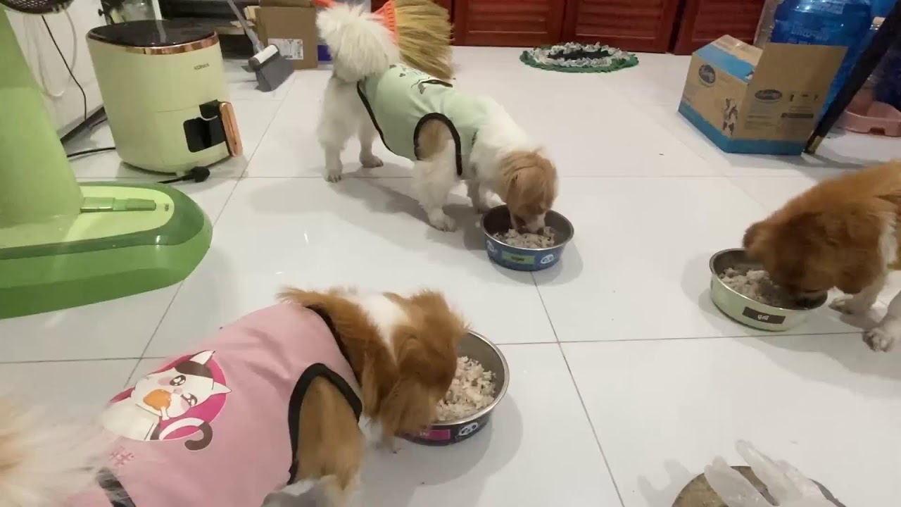 Supper settles the pups