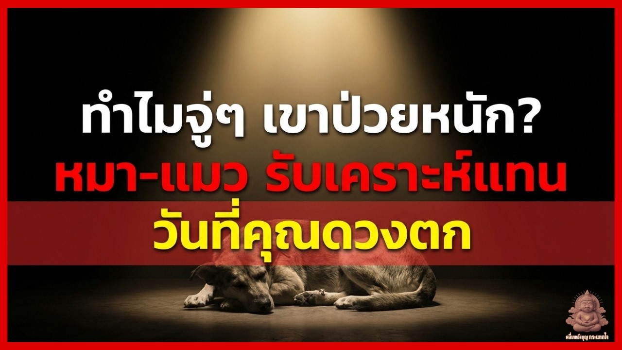 หมา-แมว ดูดซับเคราะห์ร้ายแทนเจ้าของ ทำไมจู่ๆ เขาป่วยหนัก? ในวันที่คุณดวงตก