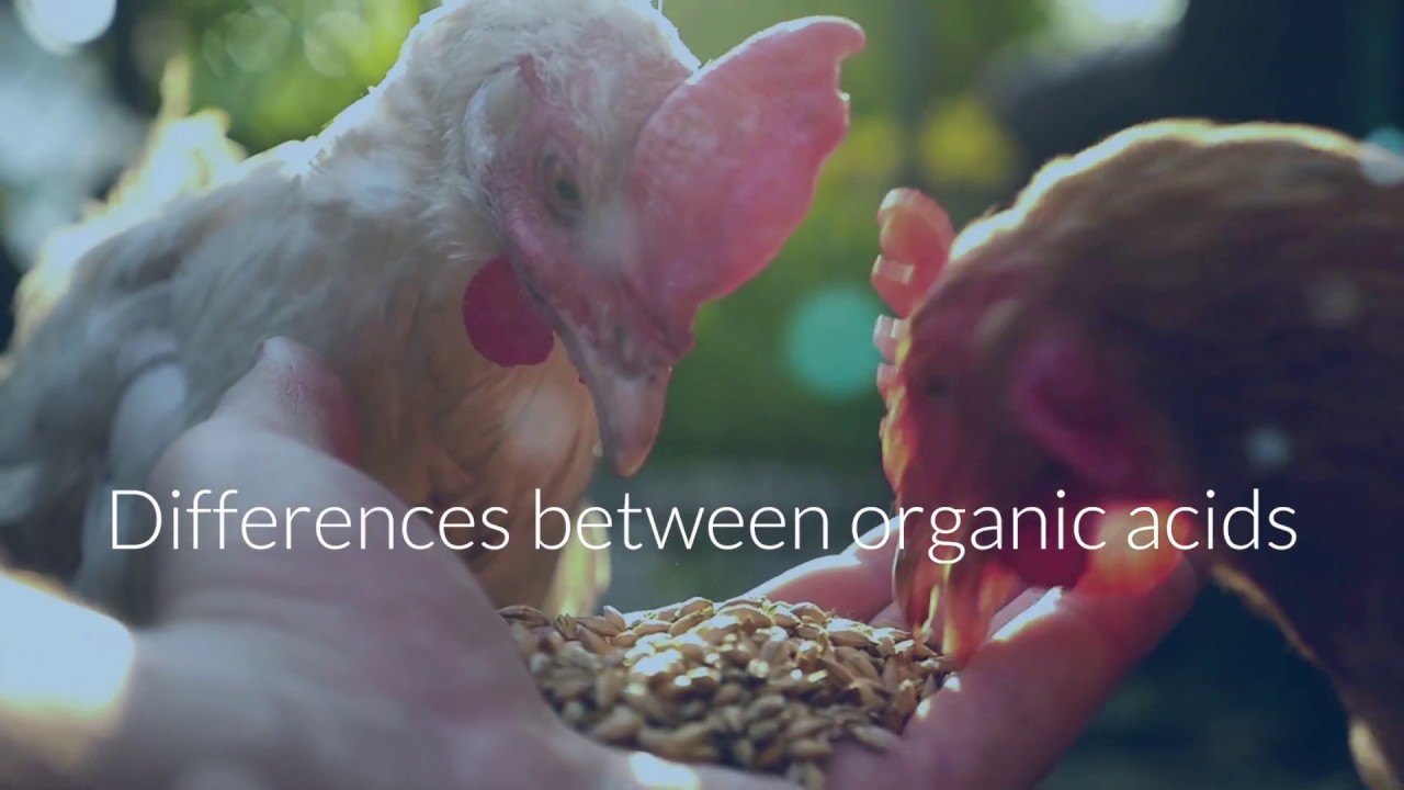 Differences between organic acids