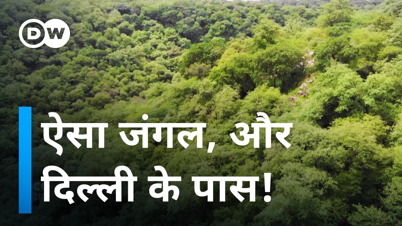 क्या शहर इस जंगल को भी निगल जाएगा? [India - the protector of Mangar Forest]