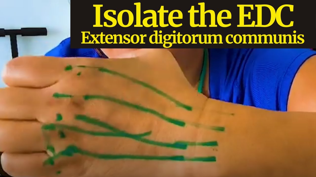 Isolated Extensor Tendon Excursion | Extensor digitorum communis (EDC)