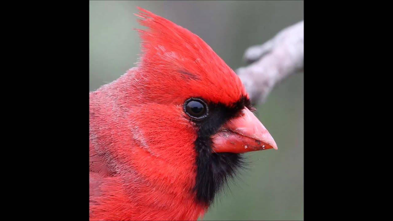 Northern Red Cardinal Singing