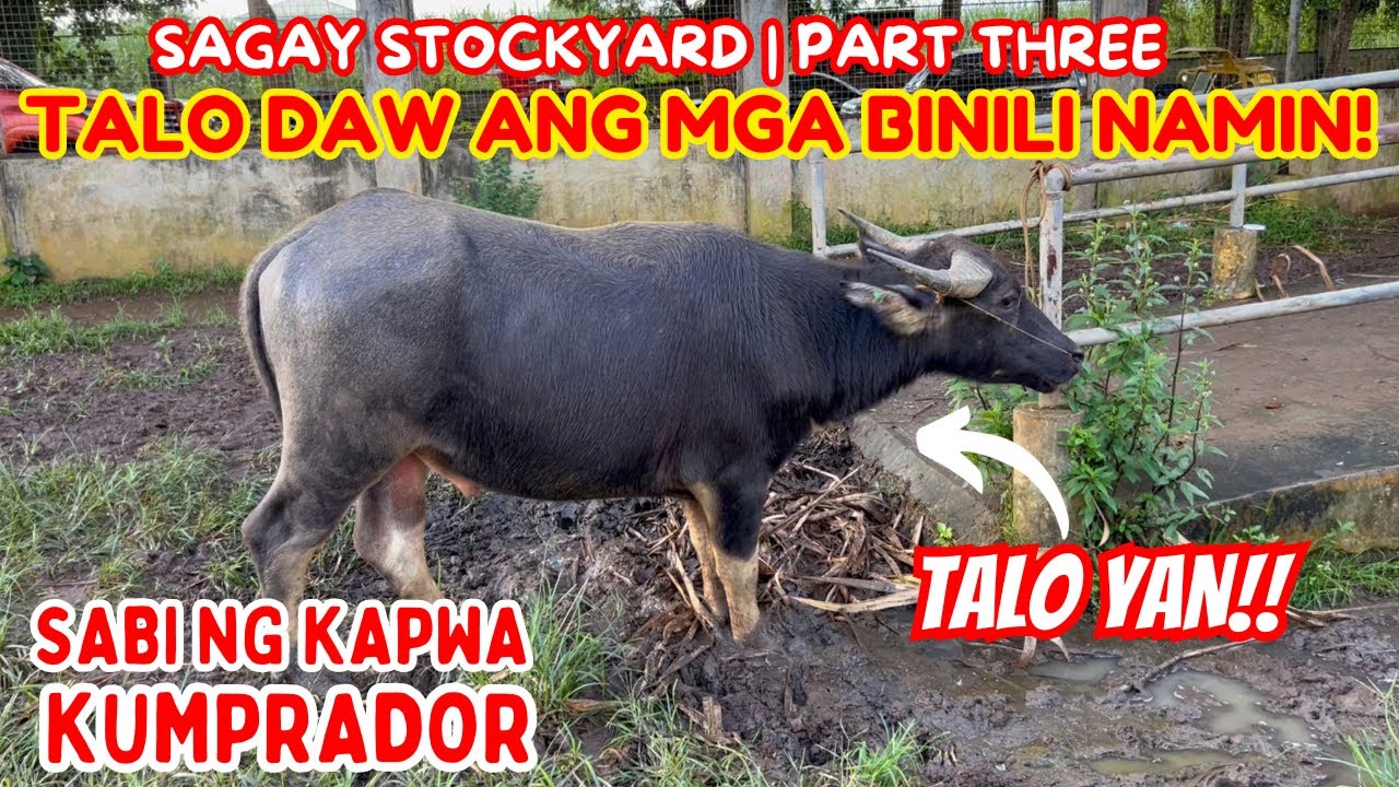 TALO DAW ANG MGA BINILI NAMIN | SABI NG KAPWA KUMPRADOR | PART THREE: SAGAY | SOLLE'S GANDANG BUHAY