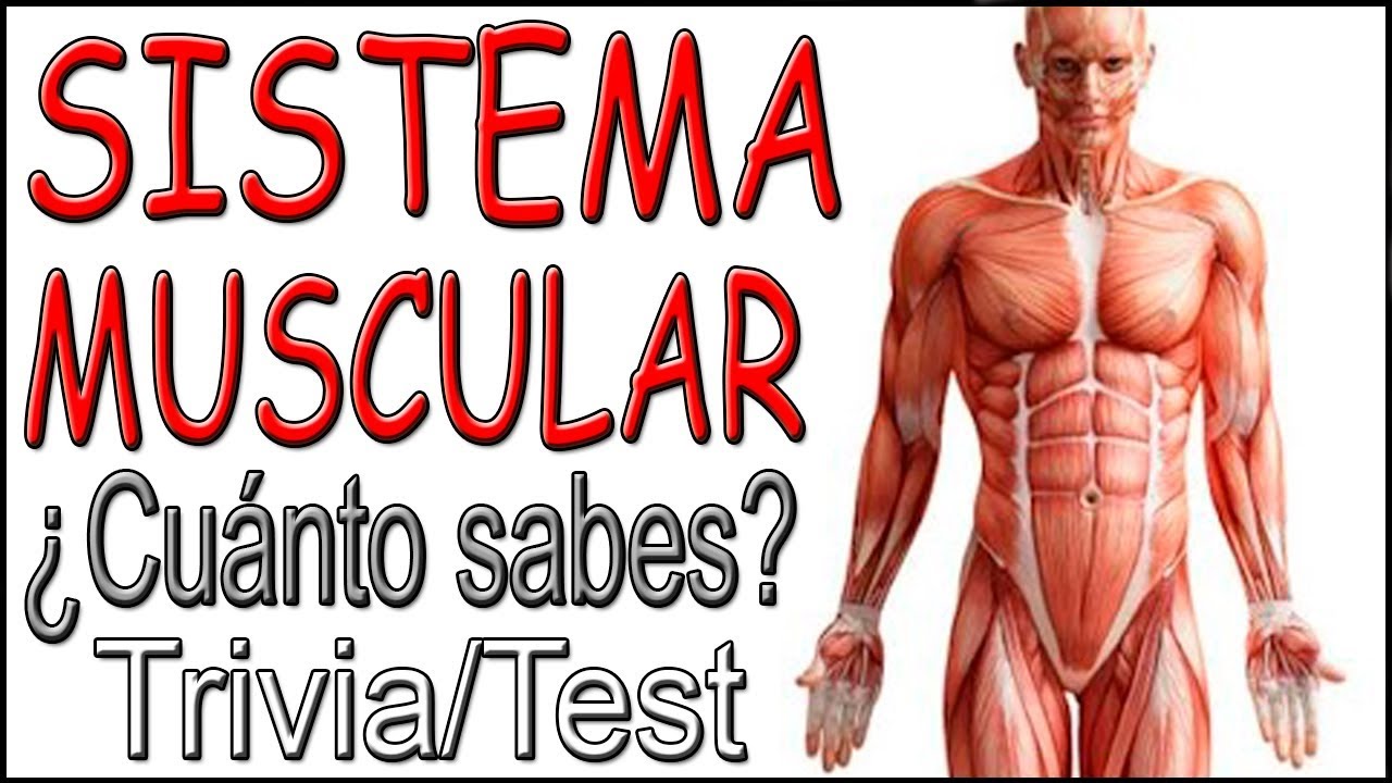 SISTEMA MUSCULAR ¿Cuánto sabes? Trivia/Test