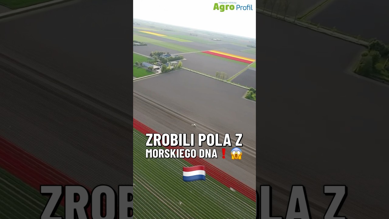Jak Holendrzy zrobili pola z dna morskiego? Historia polder&oacute;w