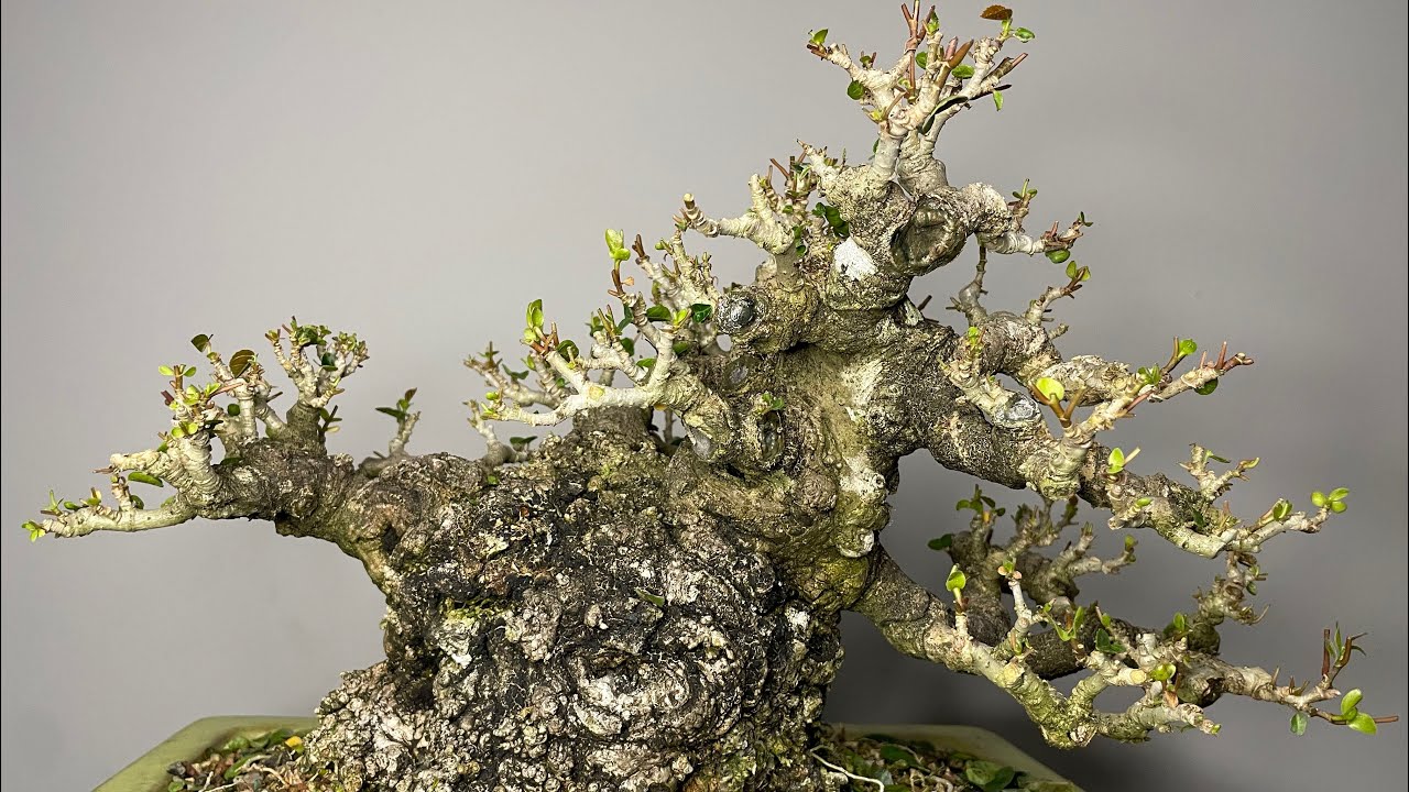 Grafting a collected Sea Hibiscus bonsai over to 