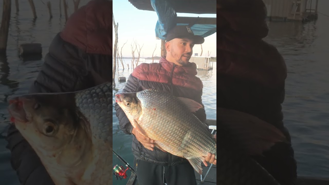 mata dos macacos Guaraci SP t&aacute; comendo at&eacute; chumbo s&oacute; ouro