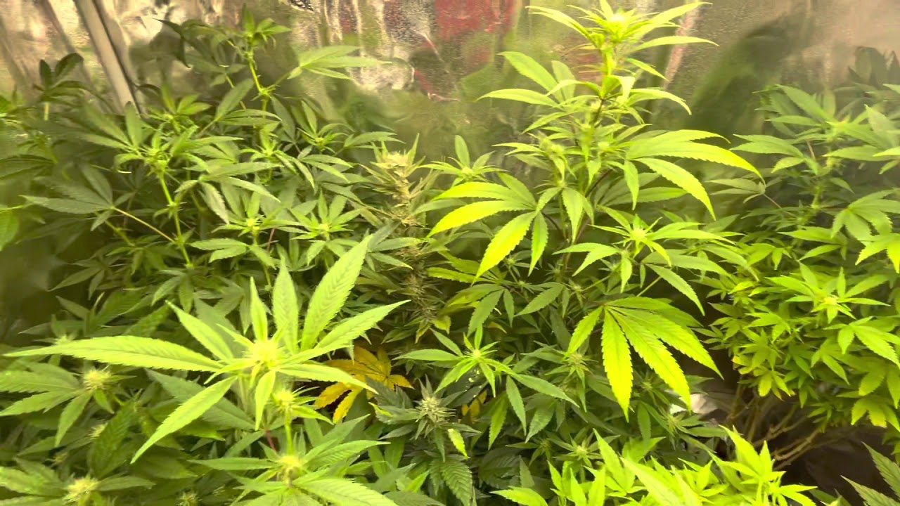 Mars Hydro Grow Journal Tsw2000 #marshydrosp6500