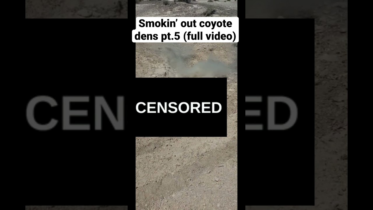 Smokin&rsquo; out coyote dens pt.5 (full video)