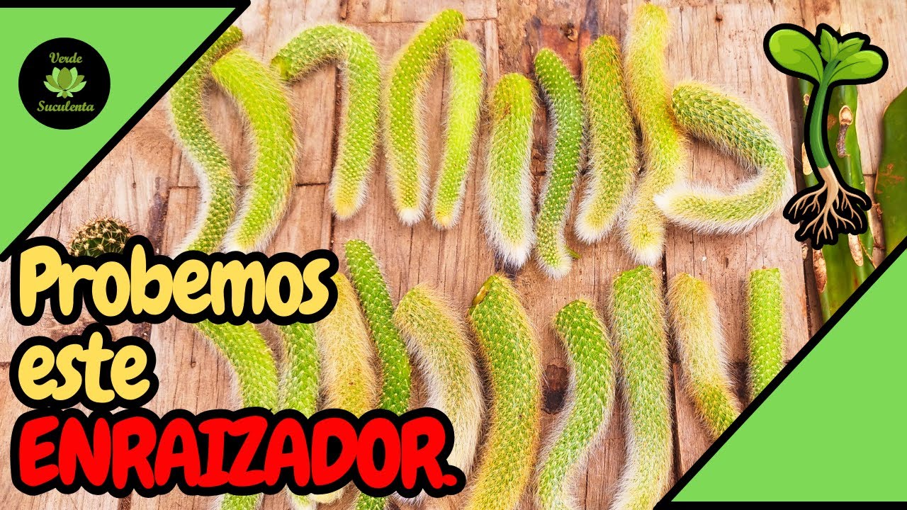 Esquejes de cola de mono con ENRAIZADOR ¿Servirá?