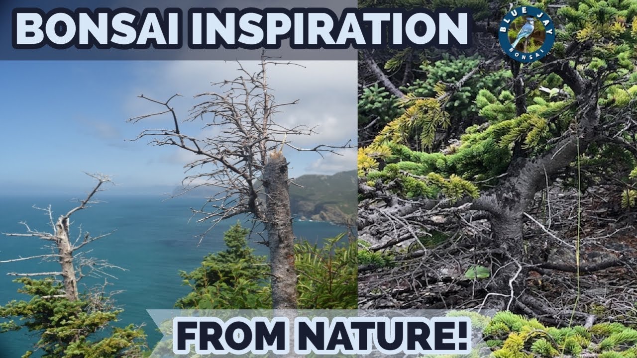 Bonsai inspiration from nature! Tuckamore & Deadwood in Newfoundland