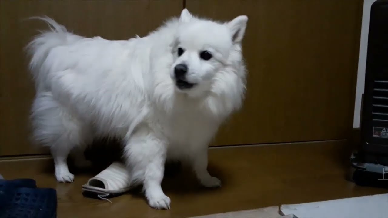 犬が今度は、2曲歌います！2023  リランが歌う曲「日本スピッツ・リランの冒険」　#日本スピッツ　　#スピッツ　　#歌う犬　　#歌うワンコ