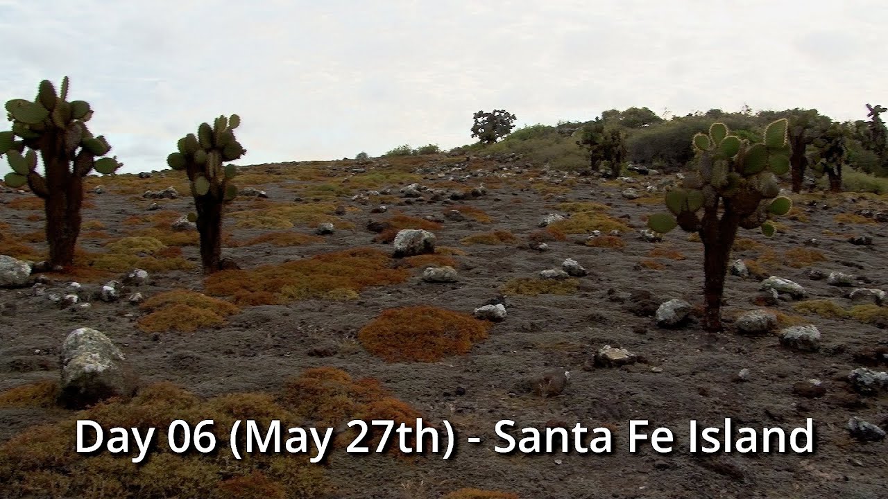 Day 06 (May 27th) - Santa Fé Island & the Plazas