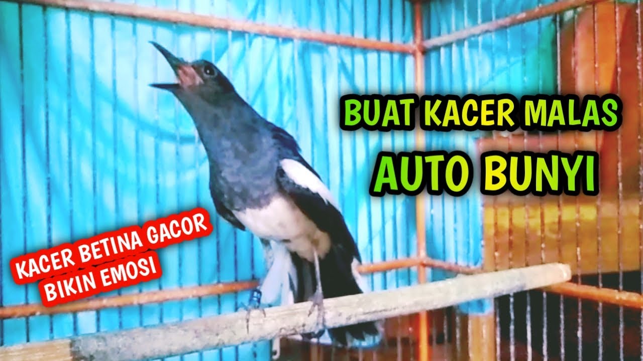 BUAT KACER MALAS AUTO BUNYI  KACER BETINA GACOR AMPUH !! PANCINGAN KACER GACOR PASTI NYAUT AMPUH.