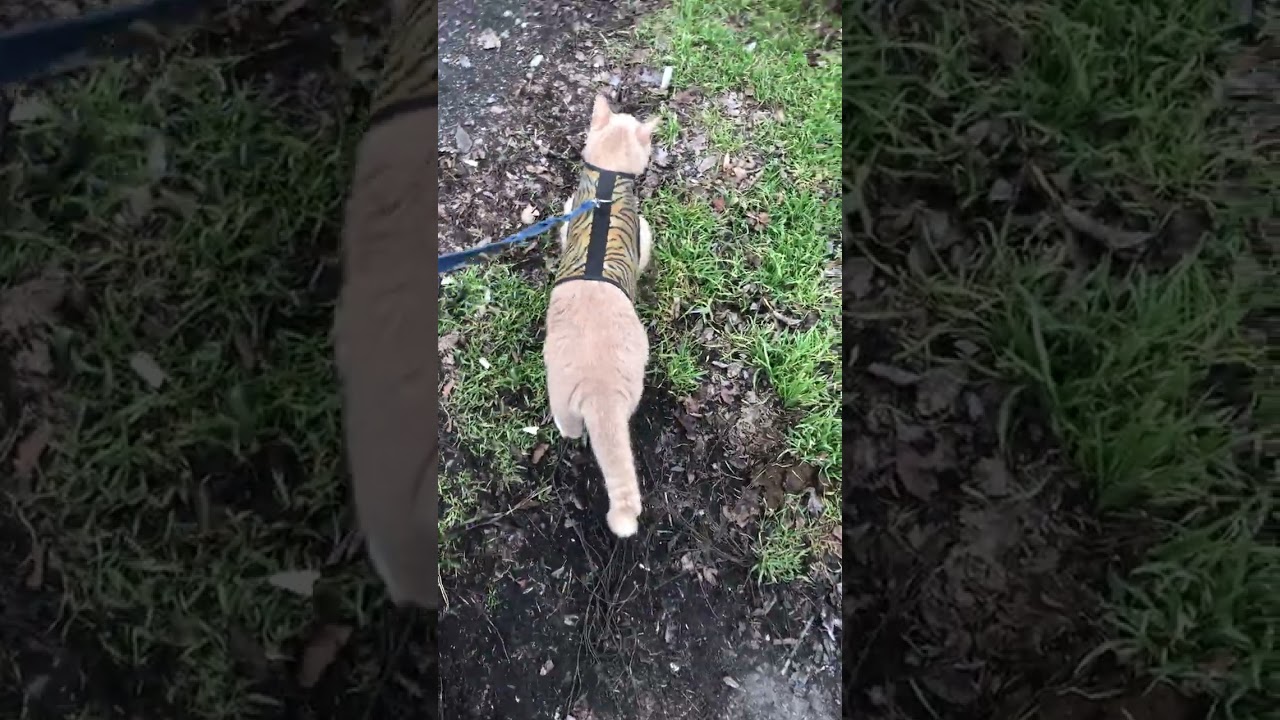 Sergio and Misty taking a fun walk 😻